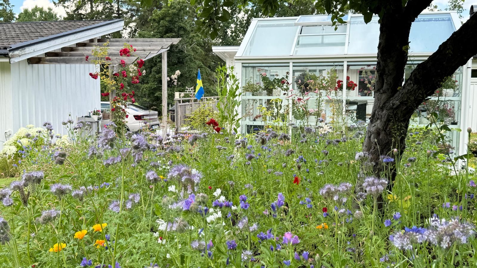 Blommande äng med honungsört och blåklint framför uterummet och huset