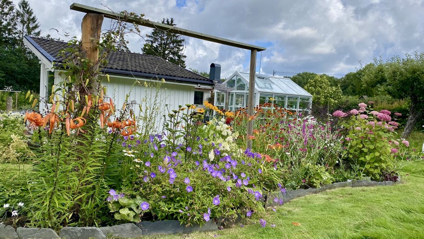 Rabatt med orange tigerliljor, blå nävor och rosa hortensia framför huset och växthuset