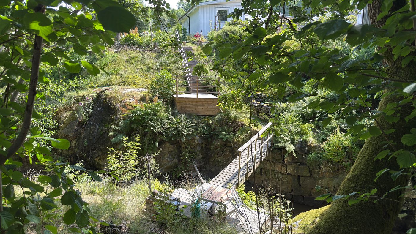 Utsikt ner i ravinen med trädäck, spång över ån och ormbunkar på klippan