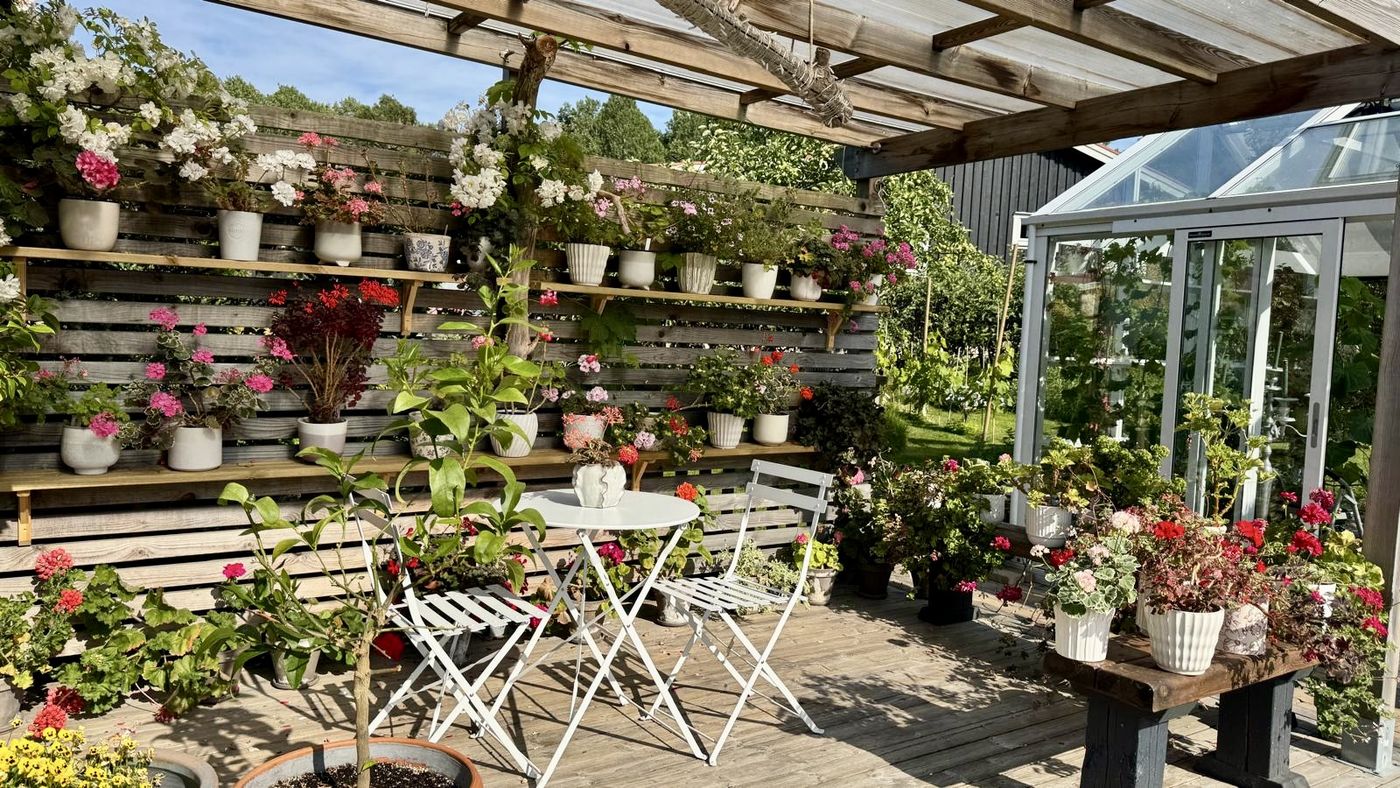 Pelargoner i krukor på hyllor under en pergola, med uterummets glasdörrar till höger